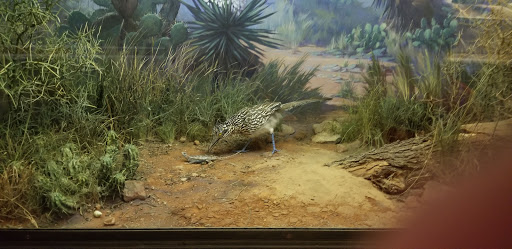 Museum «Texas Memorial Museum», reviews and photos, 2400 Trinity St, Austin, TX 78705, USA