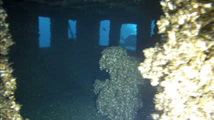 Four Fathoms Diving