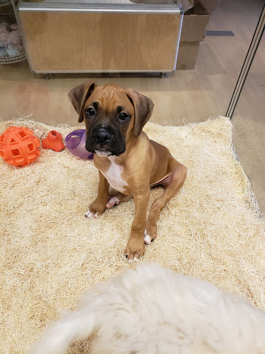 Pet Store «Perfect Pets», reviews and photos, 6840 S University Blvd #410, Centennial, CO 80122, USA