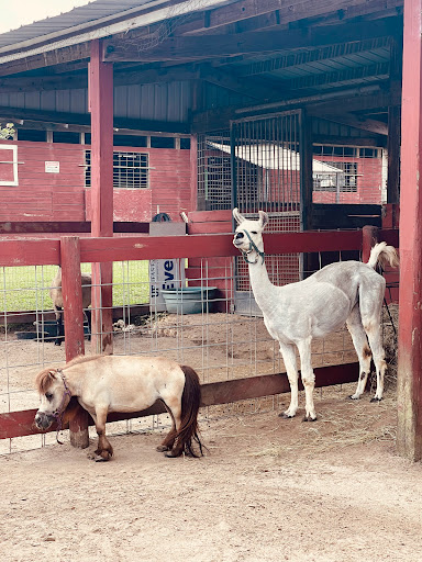 Zoo «Petting zoo Ocala», reviews and photos, 11150 FL-40, Ocala, FL 34482, USA