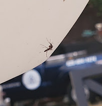 San Marino Pest Control Inc. - Photo 6 - Car repair in San Marino, CA, Glendale