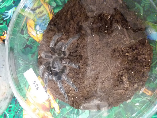 Reptile Store «Cleveland Reptile Show», reviews and photos, 17250 Hummel Rd, Brook Park, OH 44142, USA