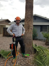 AZ Palm Tree Trimming and Landscape