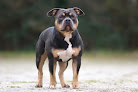 SFDS - Éleveur d'American Bully à Nantes & Éducateur canin Nantes