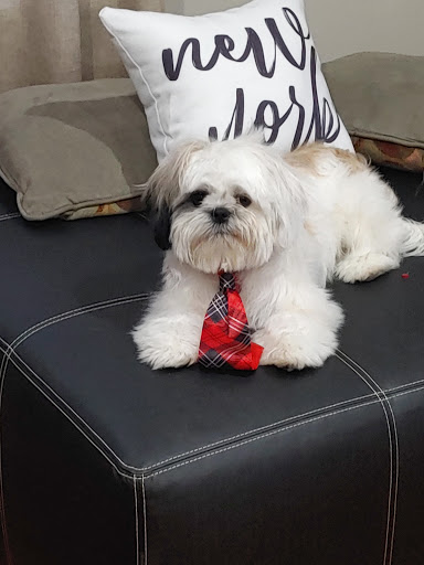 Pet Supply Store «PetSmart», reviews and photos, 5650 Mercury Dr, Dearborn, MI 48126, USA