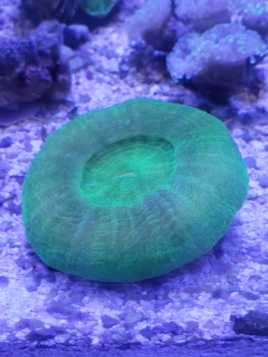 Tropical Fish Store «Saltwater Island», reviews and photos, 15214 Manchester Rd, Ballwin, MO 63011, USA