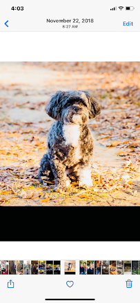 Sadie’s Petcare - Photo 2 - Car repair in , Louisville
