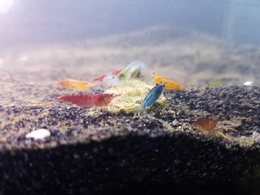 Pet Store «Pet Land», reviews and photos, 1450 Fort Campbell Blvd, Clarksville, TN 37042, USA