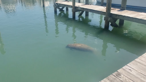 Marina «Fort Pierce City Marina», reviews and photos, 1 Avenue A, Fort Pierce, FL 34950, USA