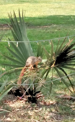 RV Park «Oyster Creek RV Ranch», reviews and photos, 2815 FM 523 Road, Oyster Creek, TX 77541, USA