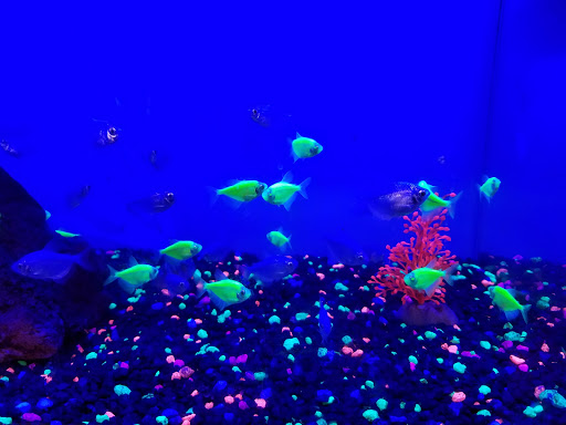 Pet Supply Store «Petco Animal Supplies», reviews and photos, 911 N Stratford Rd c, Moses Lake, WA 98837, USA