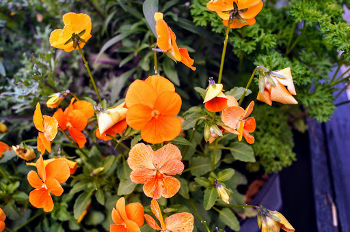 Produce Market «Madison Produce», reviews and photos, 132 E Washington St, Madison, GA 30650, USA