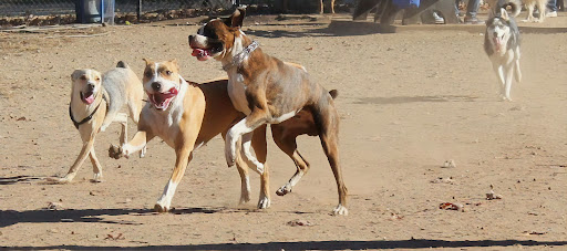 Dog Park «Eisenhower Dog Park», reviews and photos, 576 Salisbury Park Dr, Westbury, NY 11590, USA