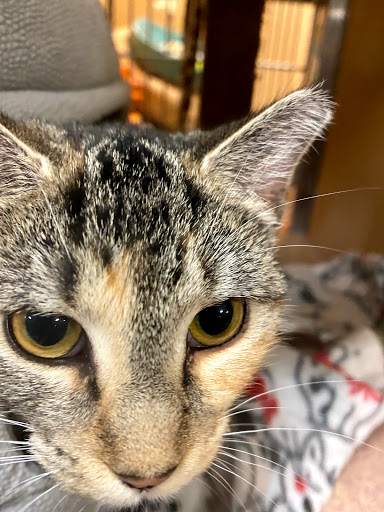 Pet Supply Store «PetSmart», reviews and photos, 19 Clifton Country Rd, Clifton Park, NY 12065, USA