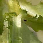 Photo n°5 de l'avis de Ramunas.a fait le 17/05/2023 à 17:04 sur le  Socalco Nature Hotel à Calheta