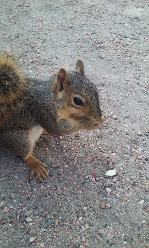 Tourist Attraction «Greeley Poudre River Trail», reviews and photos, Vern Schafer Blvd, Greeley, CO 80631, USA