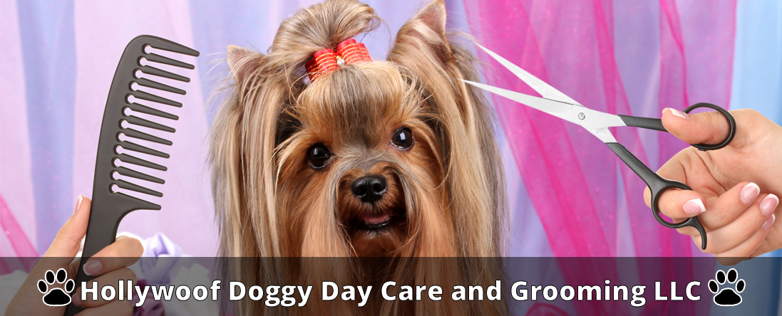 Hollywoof Doggy Day Care and Grooming LLC