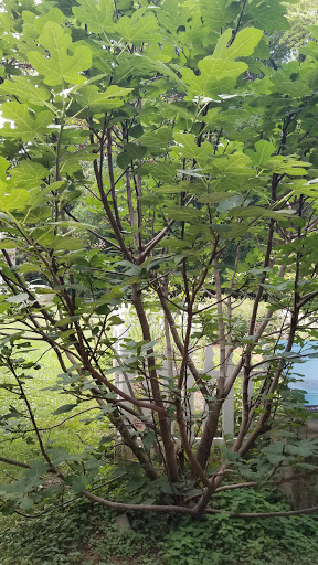 Local History Museum «Historic Travellers Rest Plantation & Museum», reviews and photos, 636 Farrell Pkwy, Nashville, TN 37220, USA