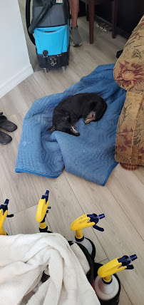 The One Minute Dry Time Green Carpet Cleaning - Photo 5 - Car repair in Bonita Springs, FL, Bonita Springs