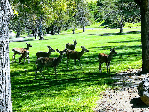 Golf Club «Santa Teresa Golf Club», reviews and photos, 260 Bernal Rd, San Jose, CA 95119, USA