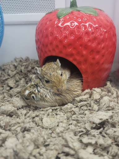 Pet Supply Store «Petco Animal Supplies», reviews and photos, 4751 W 29th St, Greeley, CO 80634, USA