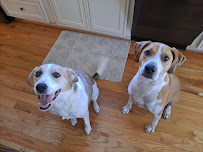 Sarah's Pet Care & Services - Photo 3 - Car repair in , Wilmington