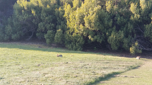Public Golf Course «Westchester Golf Course», reviews and photos, 6900 W Manchester Ave, Los Angeles, CA 90045, USA