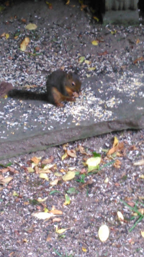 Nature Preserve «Gazzam Lake Nature Preserve», reviews and photos, 6105 NE Marshall Rd, Bainbridge Island, WA 98110, USA