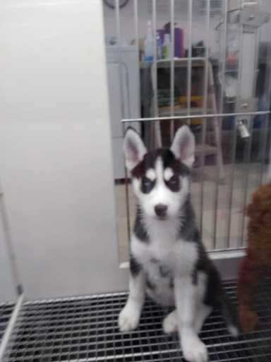 Pet Store «Petland», reviews and photos, 351 Diederich Blvd, Ashland, KY 41101, USA