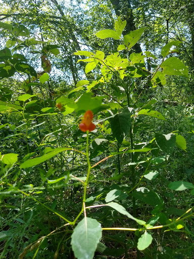 Nature Preserve «Bow in the Clouds Preserve», reviews and photos, 1805 Nazareth Rd, Kalamazoo, MI 49048, USA
