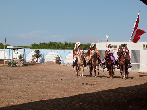 Show De Caballo Peruano De Paso Casa Campo ALCOR