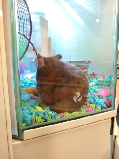 Pet Supply Store «PetSmart», reviews and photos, 3220 W Shaw Ave, Fresno, CA 93711, USA