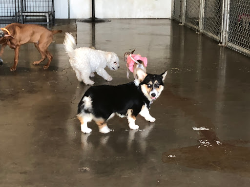 Dog Trainer «Suite Dog Daze», reviews and photos, 2090 Front St NE, Salem, OR 97301, USA