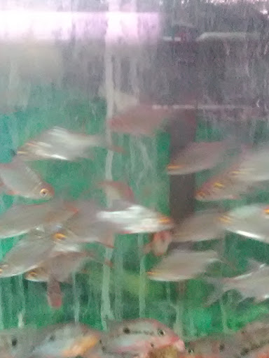 Tropical Fish Store «Inwood Aquarium», reviews and photos, 8244 Antoine Dr # C, Houston, TX 77088, USA