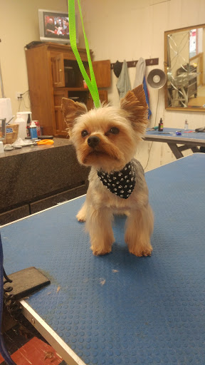 Pet Groomer «Tidy Dog Pet Supply & Salon», reviews and photos, 2612 Lebanon Pike A, Nashville, TN 37214, USA