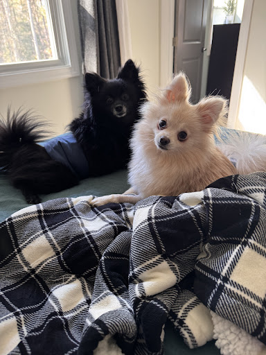 North College Road Animal Hospital image