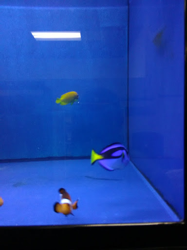 Pet Store «Reef Valley», reviews and photos, 101 N McColl Rd #4, McAllen, TX 78501, USA