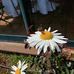 Photo n°21 de l'avis de Maria.o fait le 26/03/2023 à 20:12 sur le  Adega da Quinta Restaurant à Madeira