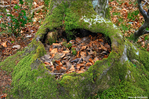 Photo n°11 de Bass. du Lampy à Saissac ()