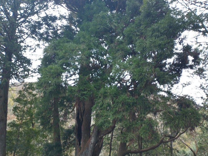 城山の大黒杉