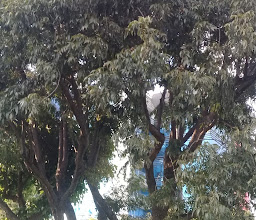 inmigrante libanes Park photo