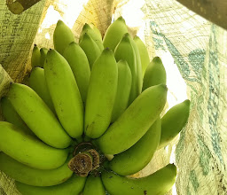 Bali Banana Garden photo