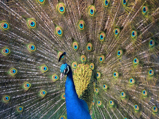 Zoo «Central Florida Zoo & Botanical Gardens», reviews and photos, 3755 NW Hwy 17-92, Sanford, FL 32771, USA