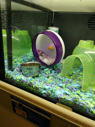 Pet Supply Store «PetSmart», reviews and photos, 2641 Lawndale Dr, Greensboro, NC 27408, USA