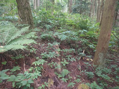 観音寺城跡