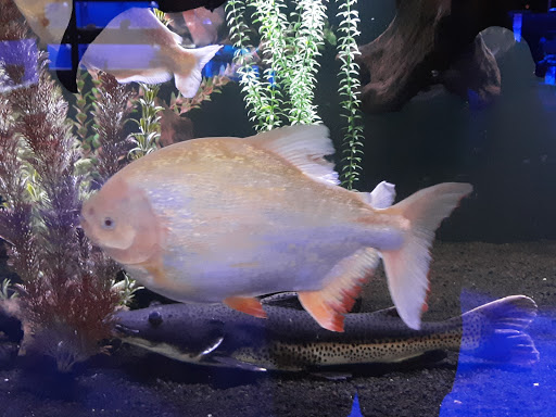 Aquarium «Aquatica», reviews and photos, 800 Clanton Rd H, Charlotte, NC 28117, USA