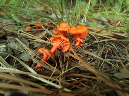 Park «Piney Wood Park», reviews and photos, 400 E Woodcroft Pkwy, Durham, NC 27713, USA