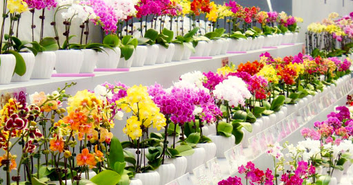 Wholesale Florist «Urban Jungle», reviews and photos, 2603 Sherman Ave NW, Washington, DC 20001, USA