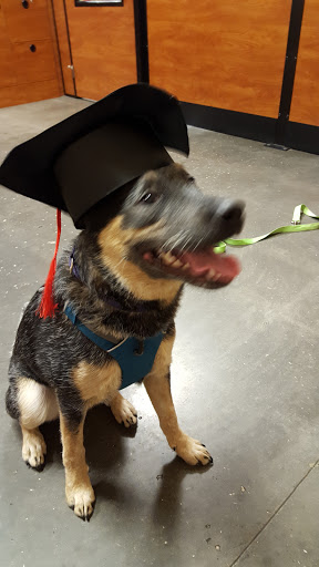 Pet Supply Store «PetSmart», reviews and photos, 2920 Little Rd, Trinity, FL 34655, USA