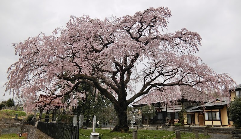 永泉寺のしだれ桜